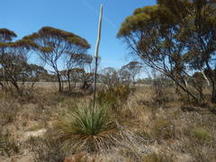 Xanthorrhoea caespitosa
