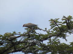 Urocolius macrourus
