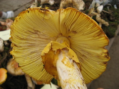 Amanita basii