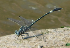 Progomphus clendoni