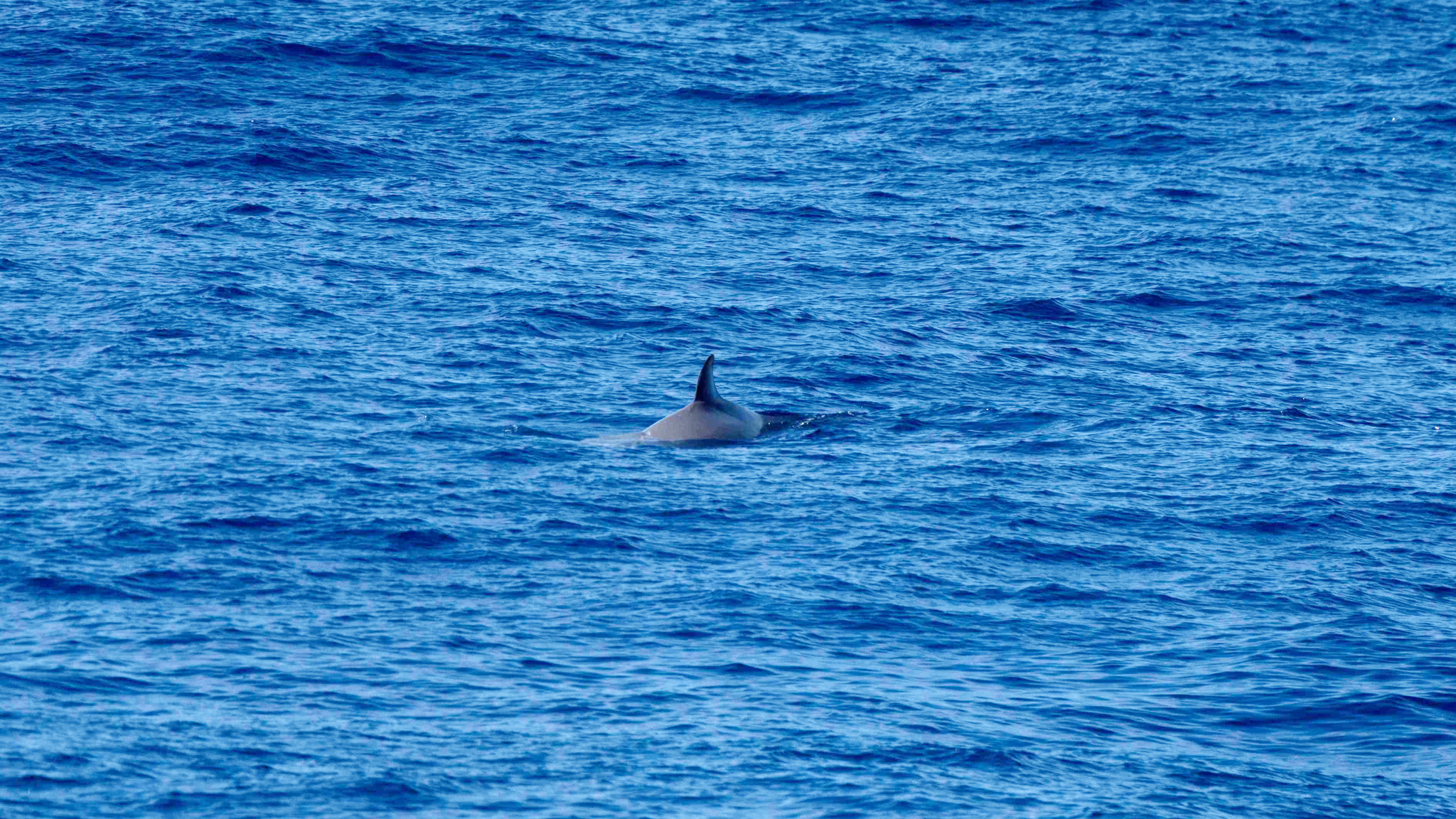 Hyperoodon planifrons