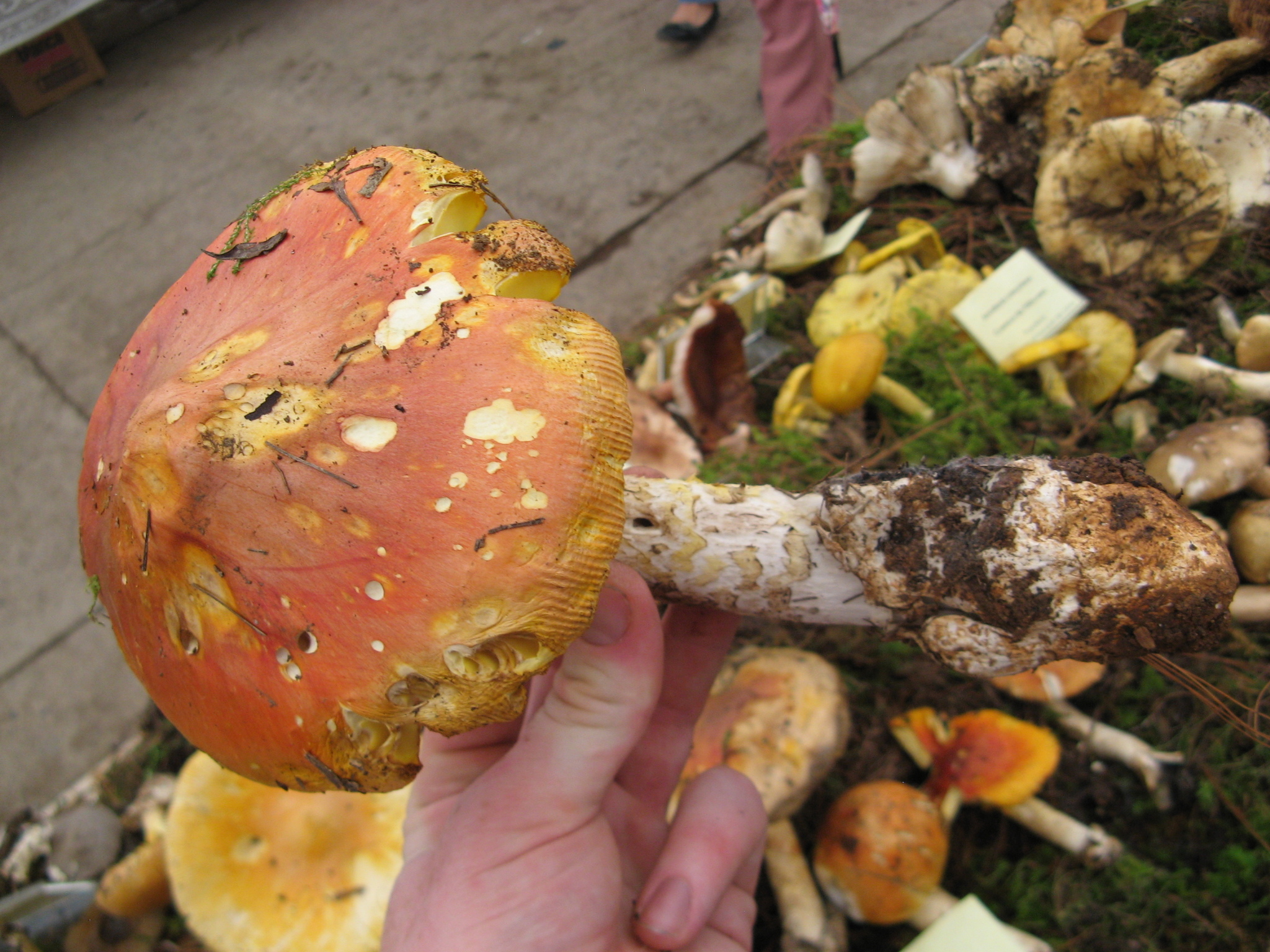 Amanita basii image