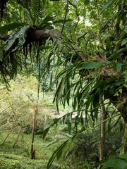 Liparis condylobulbon