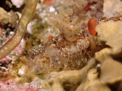 Plocamopherus ceylonicus