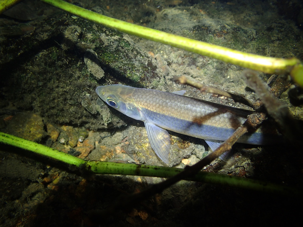 Buyr sawbelly (Hemiculter leucisculus) — Cyprinidae
