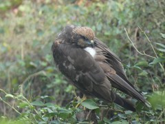 Circus aeruginosus