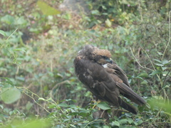 Circus aeruginosus
