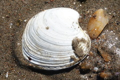 Retrotapes exalbidus