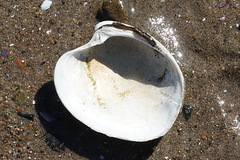 Retrotapes exalbidus