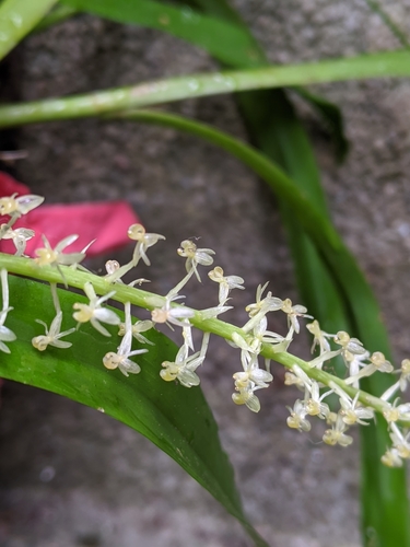 Image of Liparis condylobulbon by (c) Cheng-Te Hsu, some rights reserved (CC BY)