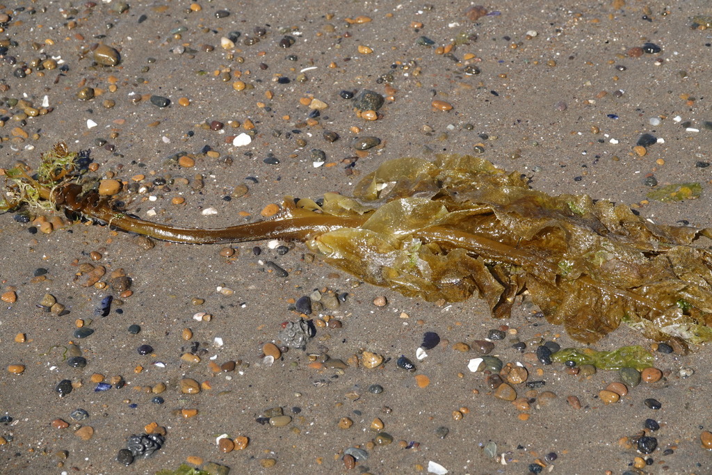 Palm's Poke - La Wakame (Undaria pinnatifida) è un'alga marina