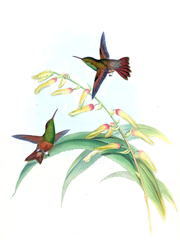 Chestnut-Bellied Hummingbird photo 2