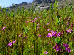 Chironia jasminoides