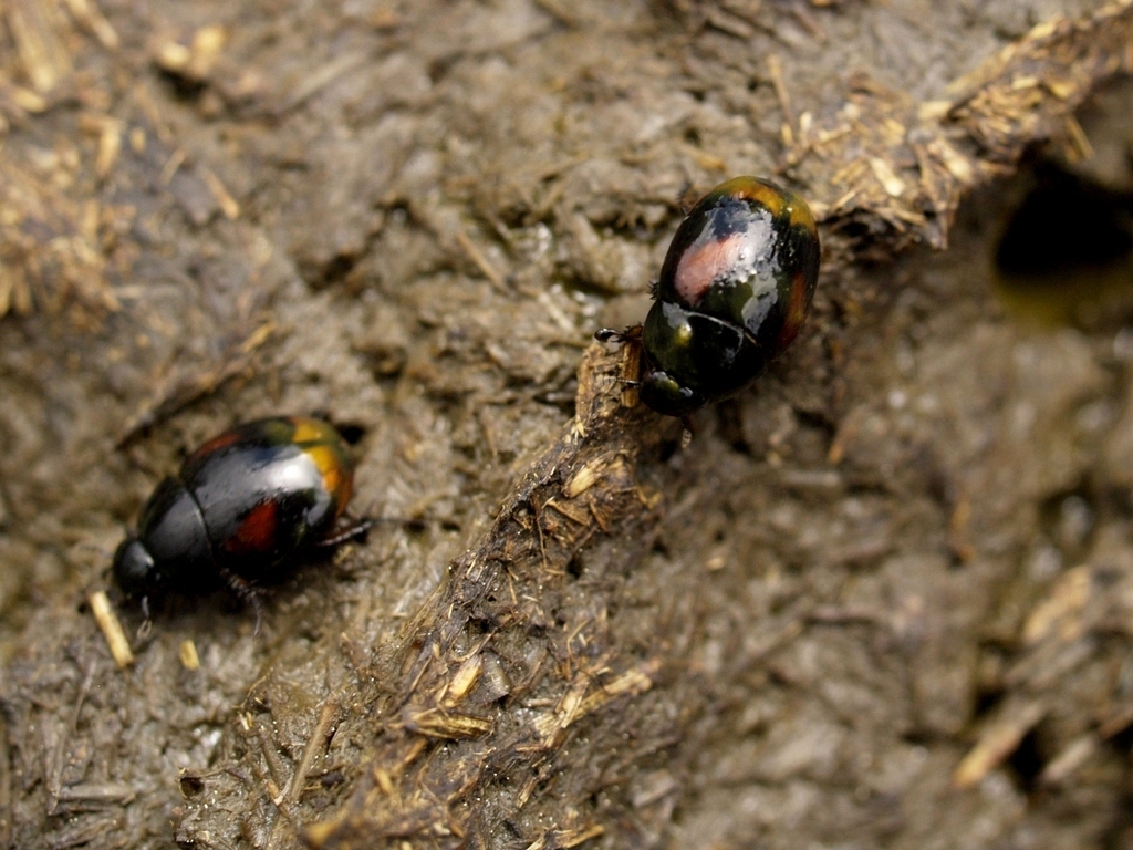 Sphaeridiinae