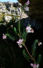Erica glauca elegans