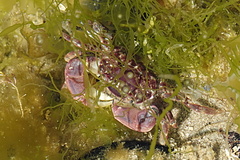 Brachyura