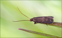 Lecithocera micromela