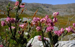 Erica glauca elegans