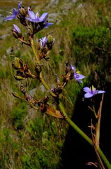 Aristea latifolia