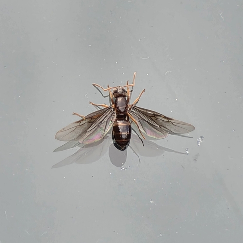 Shiny-bellied Fuzzy Ant photo 4