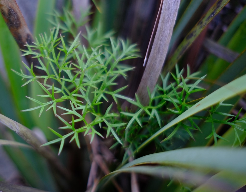 Annesorhiza burttii