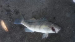 Paralabrax nebulifer