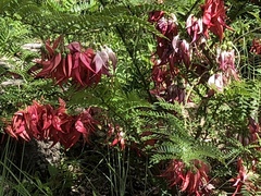 Clianthus maximus