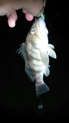 Paralabrax nebulifer