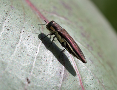 Agrilus hypoleucus