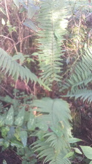 Dryopteris wallichiana