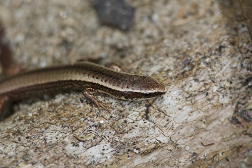 Rough-scaled Tegulet, Gymnophthalmus pleii