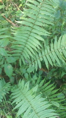 Dryopteris wallichiana