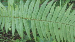 Dryopteris wallichiana