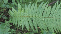 Dryopteris wallichiana