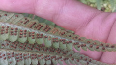 Dryopteris wallichiana