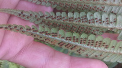 Dryopteris wallichiana