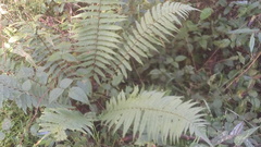 Dryopteris wallichiana