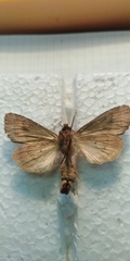 Apamea lateritia