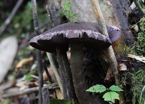Cortinarius violaceus