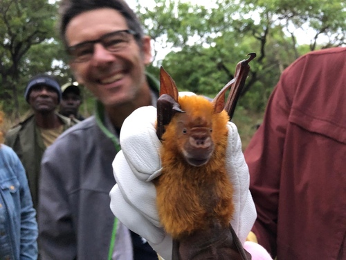 Striped Leaf-nosed Bat