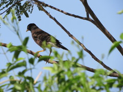 Acridotheres tristis