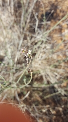 Polygonum equisetiforme
