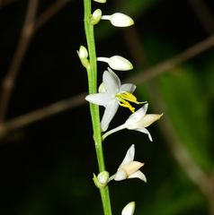 Chlorophytum nimmonii