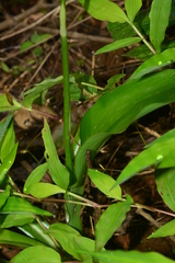 Chlorophytum nimmonii