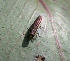Agrilus hypoleucus