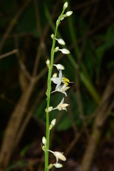 Chlorophytum nimmonii