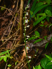 Chlorophytum nimmonii