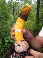 Phallus aurantiacus