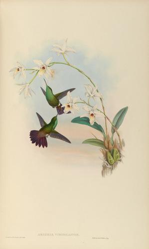 Green-bellied Hummingbird