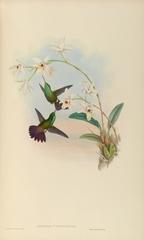 Green-Bellied Hummingbird photo 2